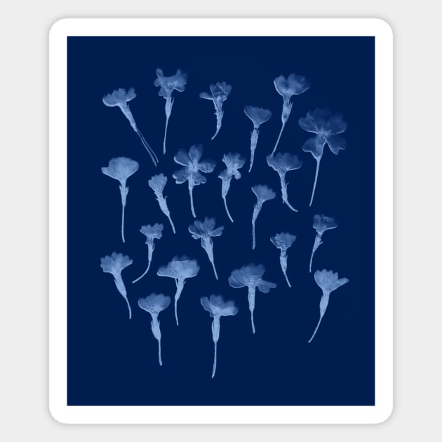 Cyanotype Primrose Magnet by zeljkica